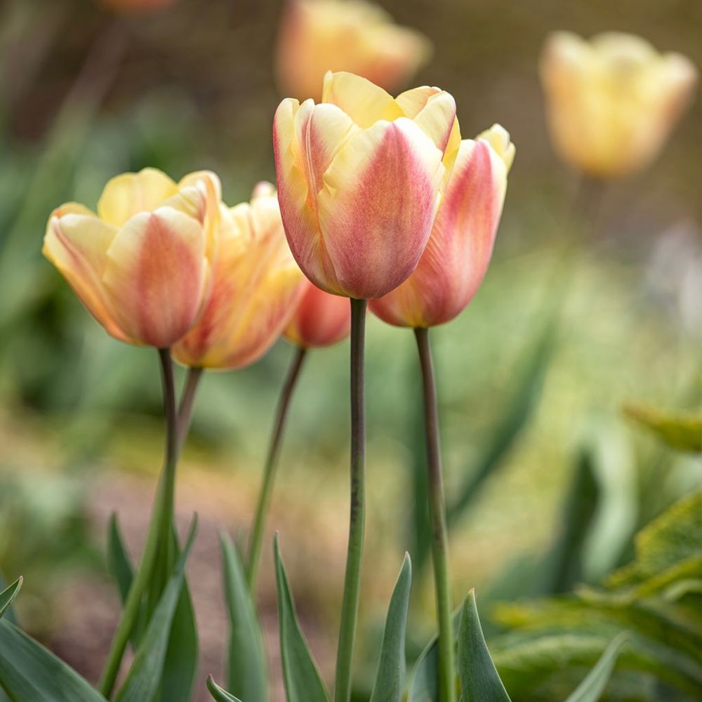Tulipe 'apricot foxx' bulbe calibre 12+ (par 10)