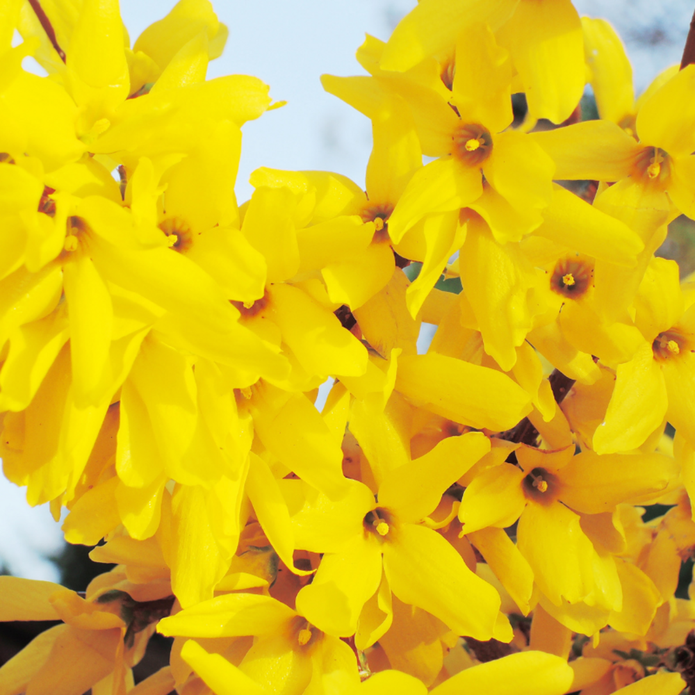Forsythia lynwood 3l