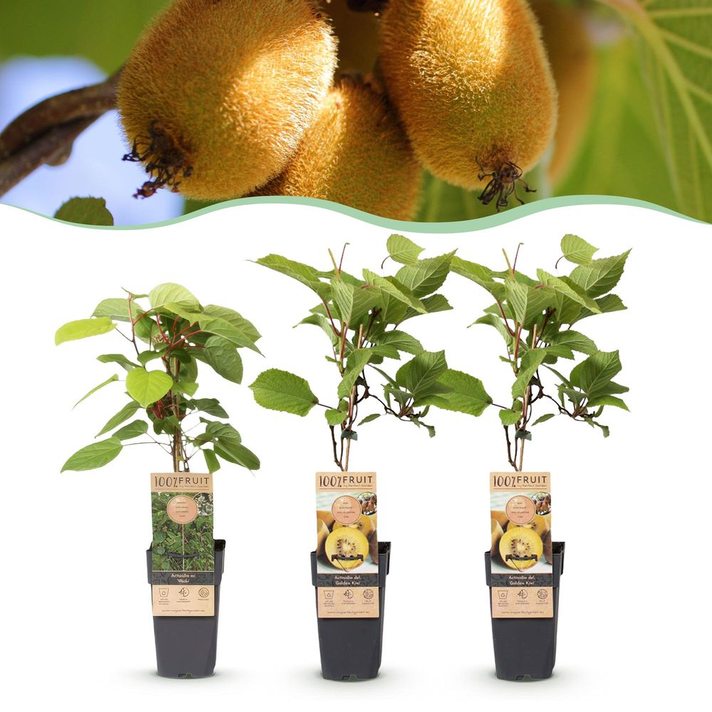 Kiwi doré - actinidia - 1 mâle et 2 femelles - ø15cm - ↕50cm - plante d’extérieur