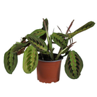 Plante d'intérieur - maranta leuconeura 'fascinator' tricolor 30.0cm