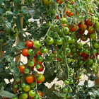 Plant de tomate cerise sweet baby  pot 0,5 l