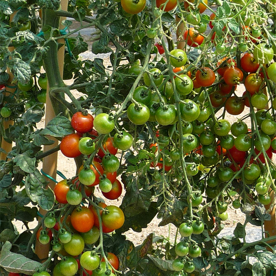 Plant de tomate cerise sweet baby pot 0,5 l