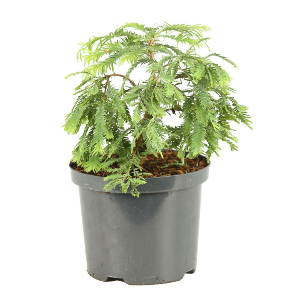Méta-séquoia hamlets broom - metasequoia glyptostroboides hamlets broom 40/50 cm pot 2,5l