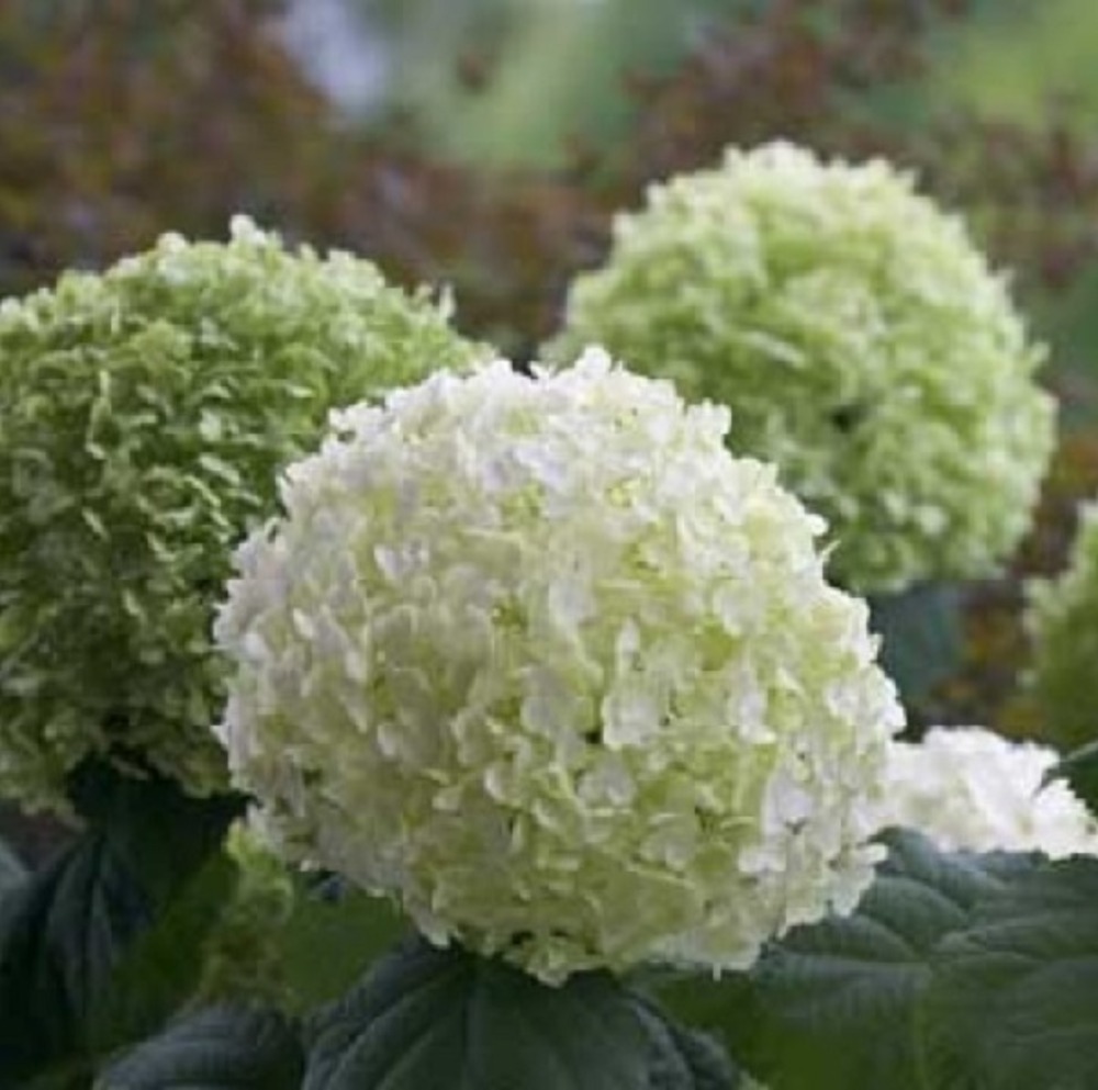 2 x hortensia de virginie 'incrediball'® - hydrangea 'incrediball' strong  - 40-50 cm pot
