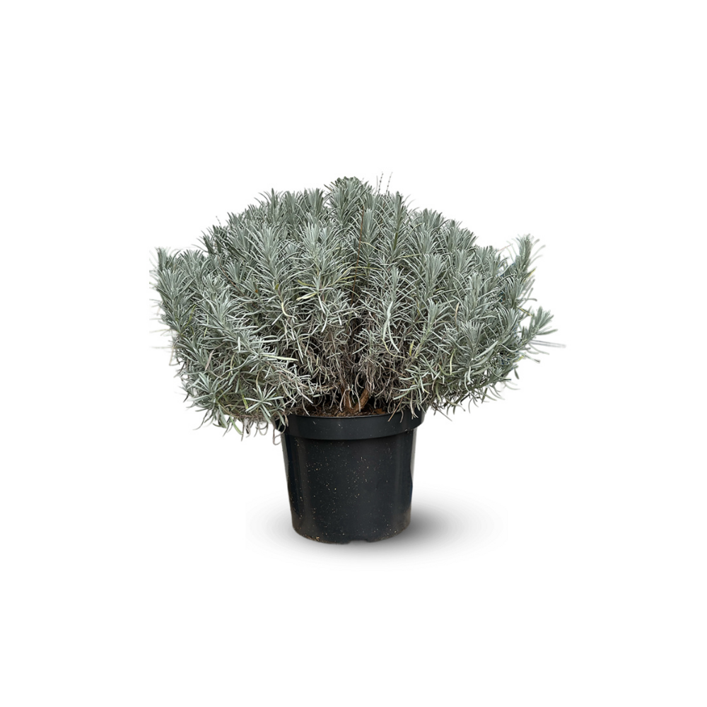 Lavande grosso - aromatique - ↕ 50-60 cm - ⌀ 25 cm - véritables herbes fraîches