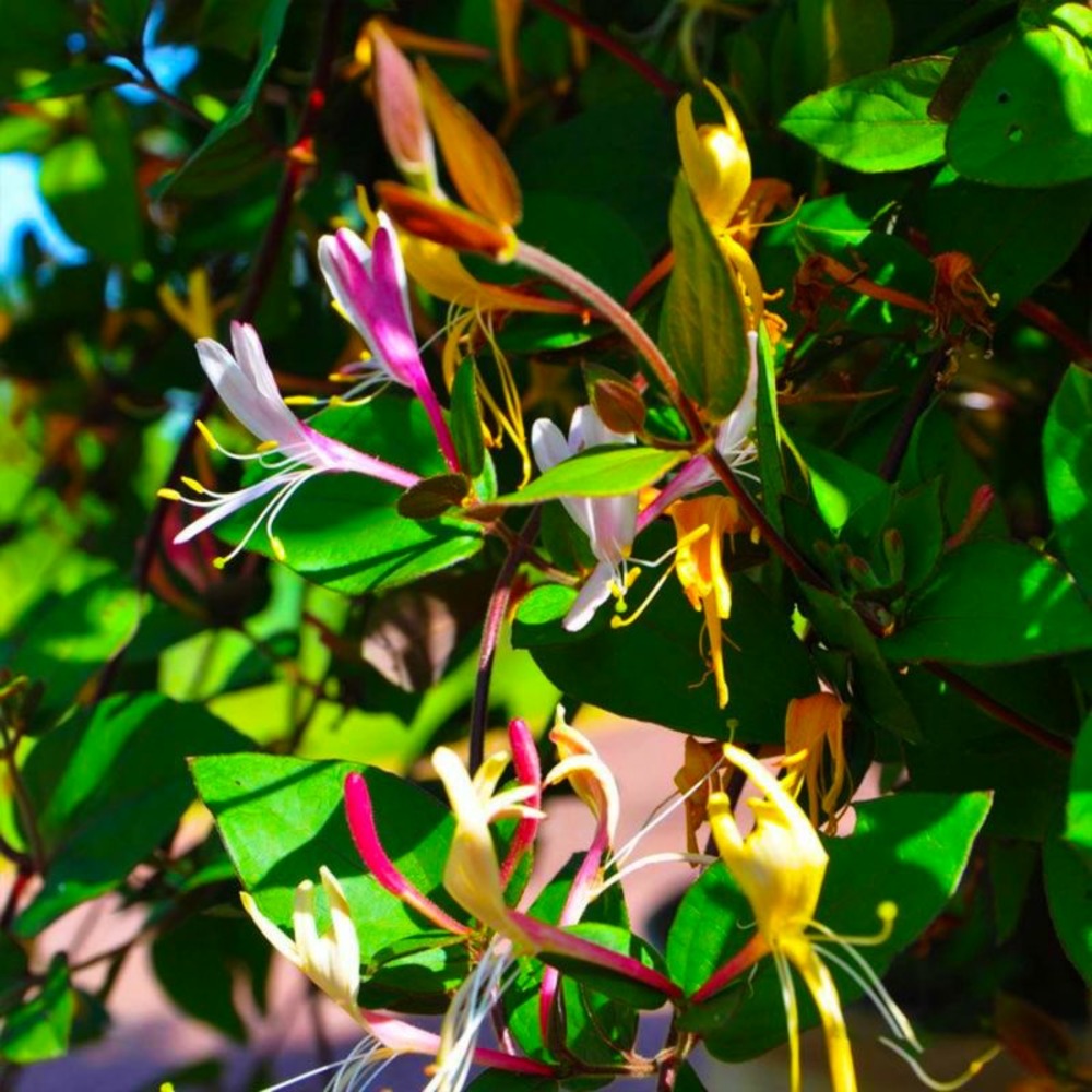 Chèvrefeuille du japon 'chinensis' (lonicera japonica 'chinensis')