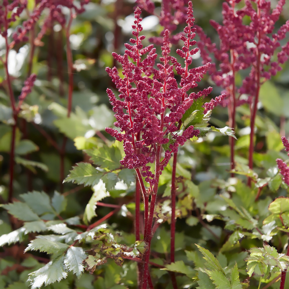 Astilbe vision in red - le pot / ø 9cm