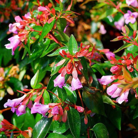 2 x abelia 'edward goucher' - abelia 'edward goucher' - 25-30 cm pot