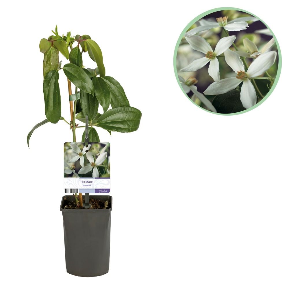 Clématite - pot 11 cm - hauteur 40 cm
