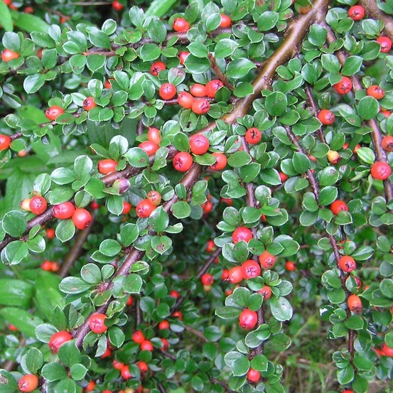 Cotonéaster de dammer 'schoon' pot de 1l/1,5l