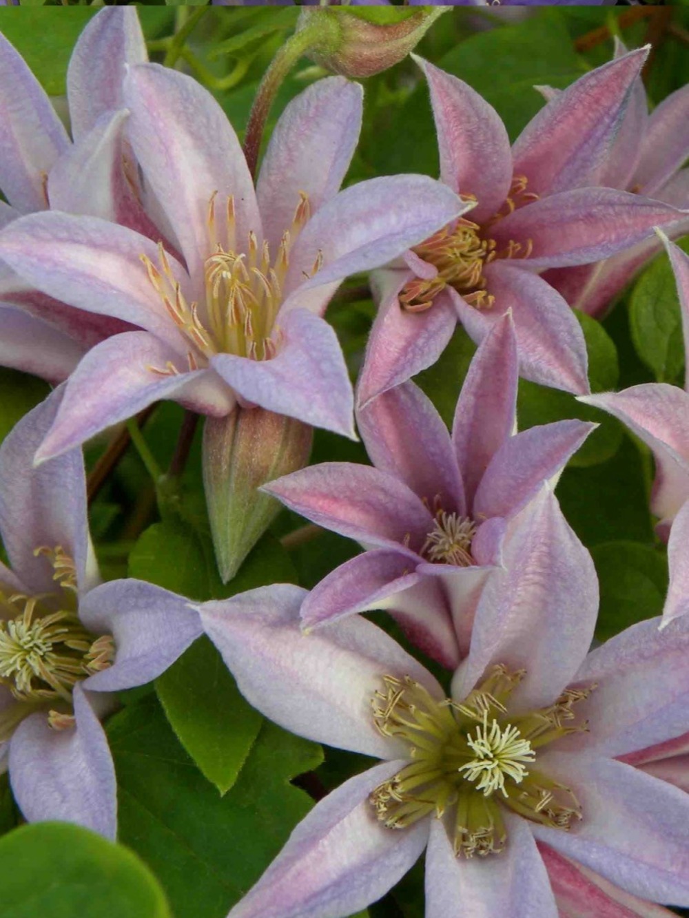 Clématite mienie belle® 'zomibel' pot de 2l/3l