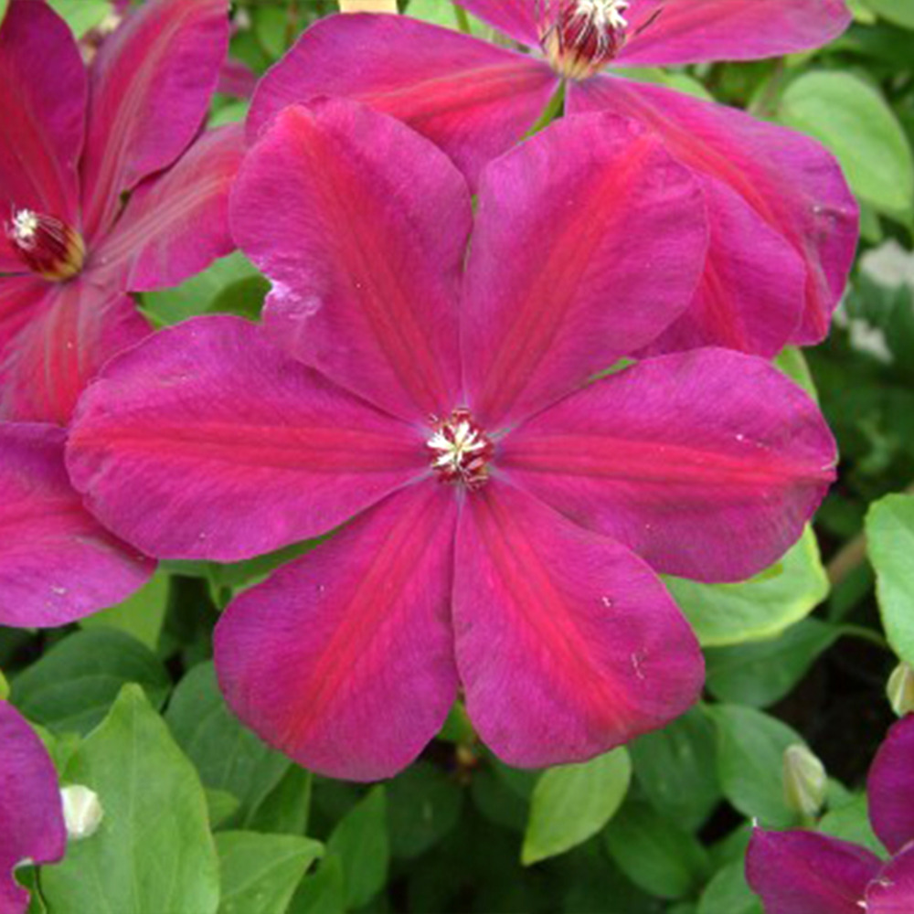 Clématite 'wester platte' pot de 2l/3l