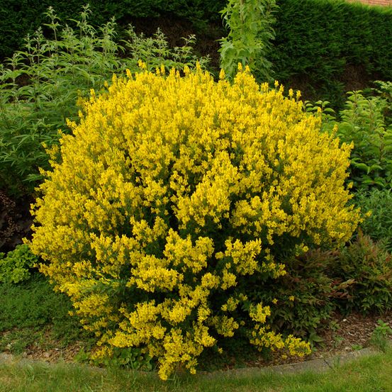 Genêt des teinturiers, herbe-à-jaunir pot de 3l/4l
