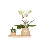 Colibri orchidées - set de plantes vertes avec orchidée phalaenopsis jaune dans des pots décoratifs vintage et plateau en bambou
