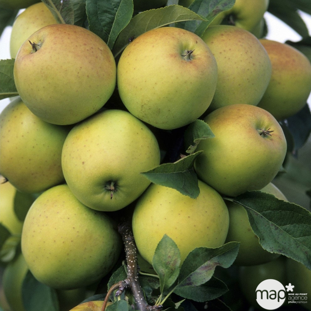 Pommier golden delicious : cordon 2 bras