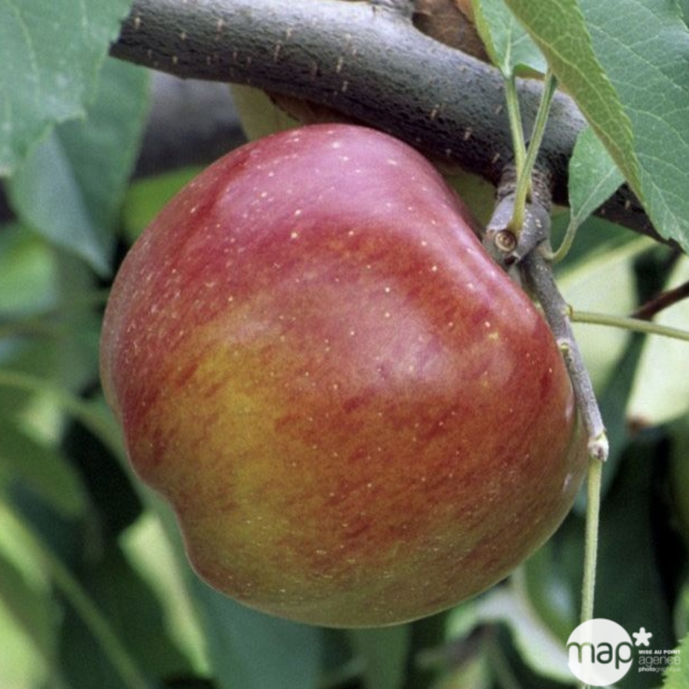 Pommier Melrose : cordon 2 bras 80 cm