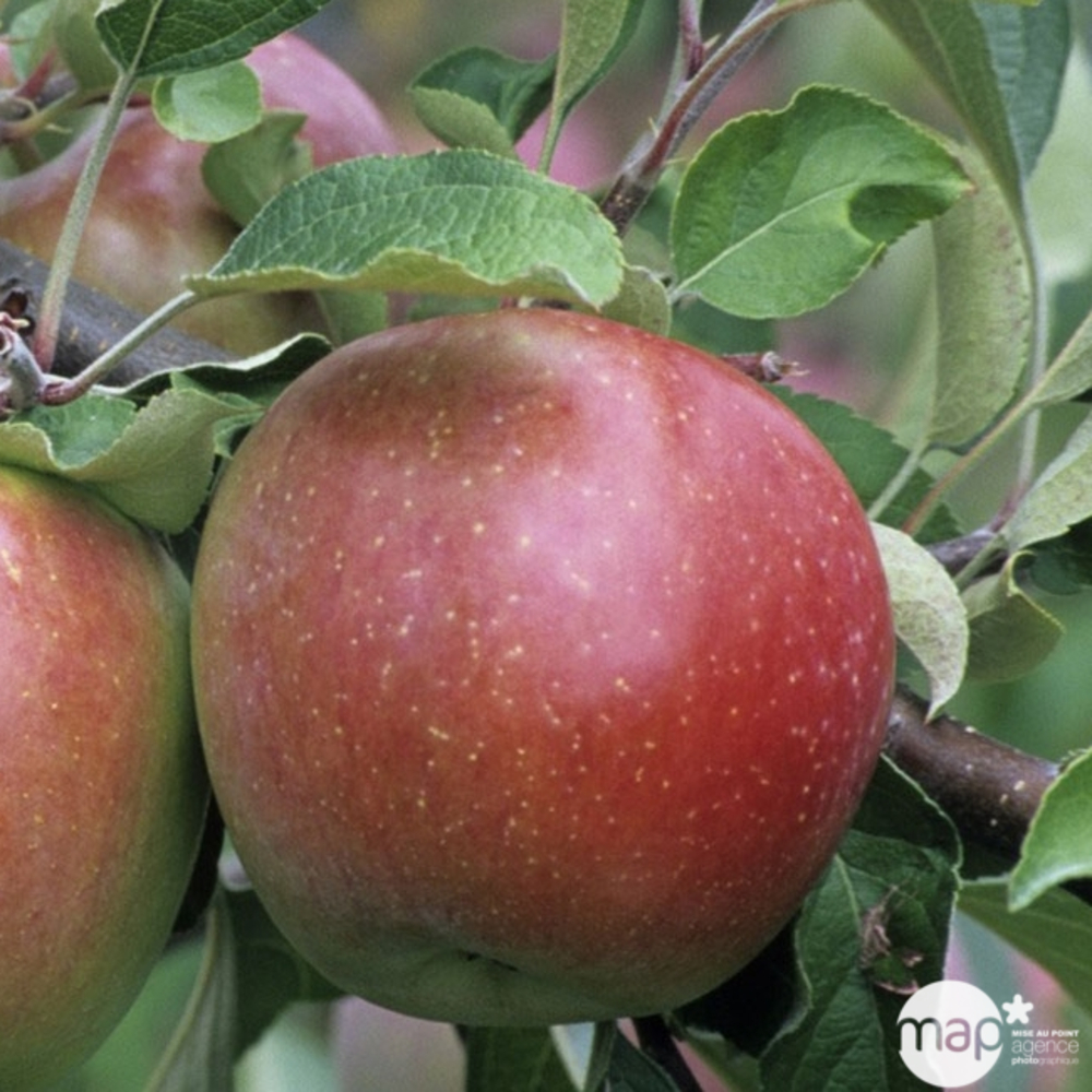 Pommier Fuji : gobelet 3 ans d'âge ctr 12 litres