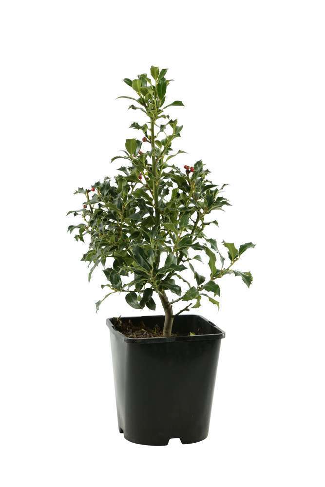 Ilex aquifolium : ctr 4 litres