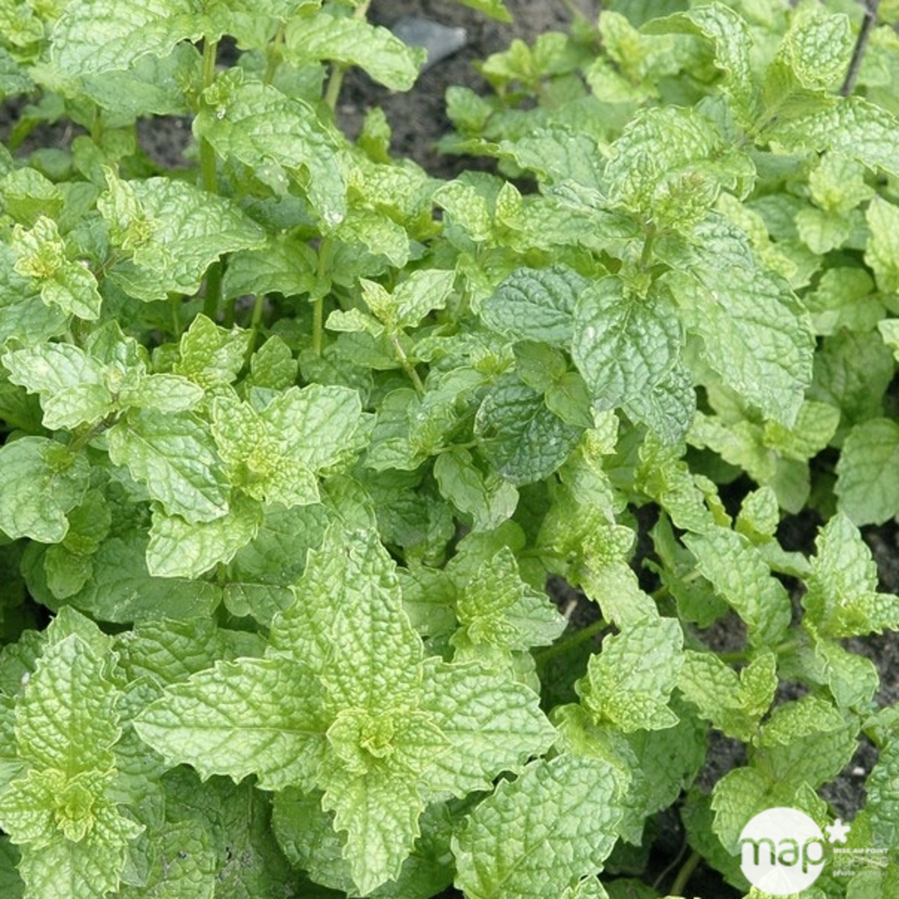 Menthe marocaine: pot 0,5L