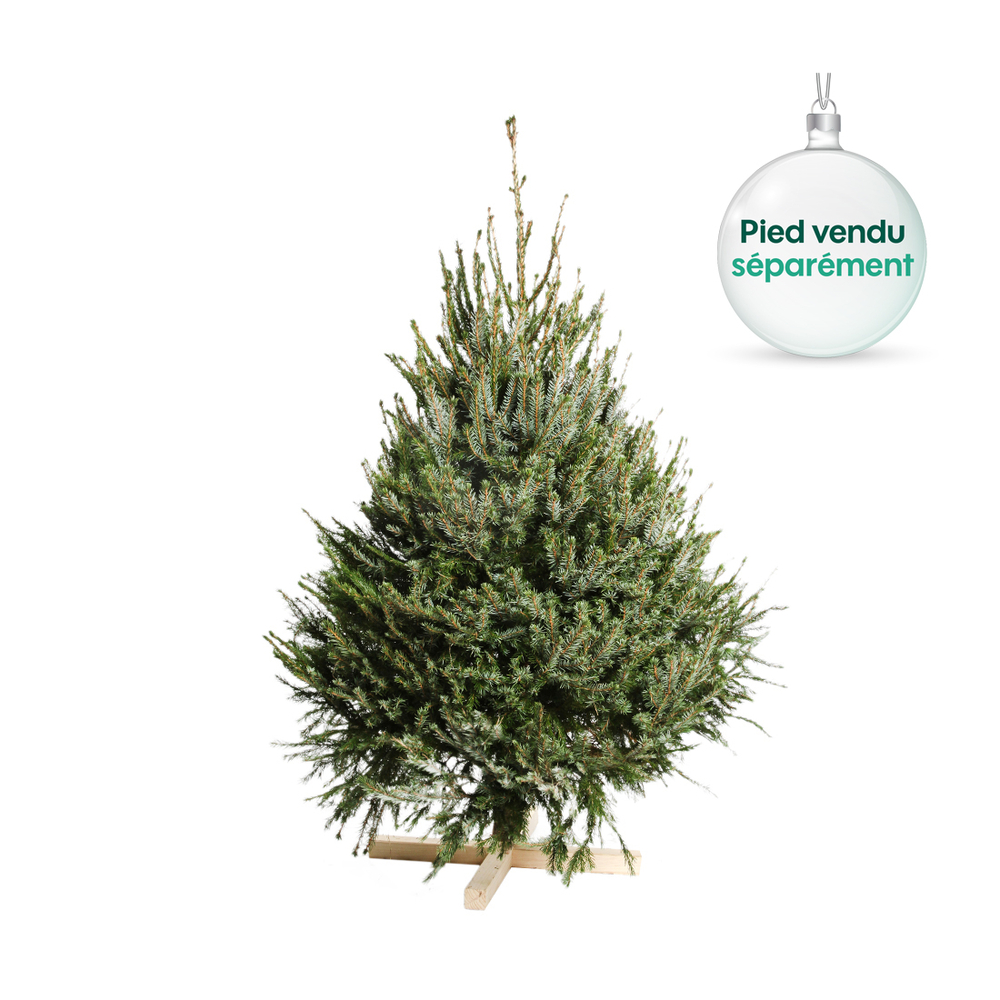 Sapin de Noël naturel Picea omorika : 100/150 cm coupé