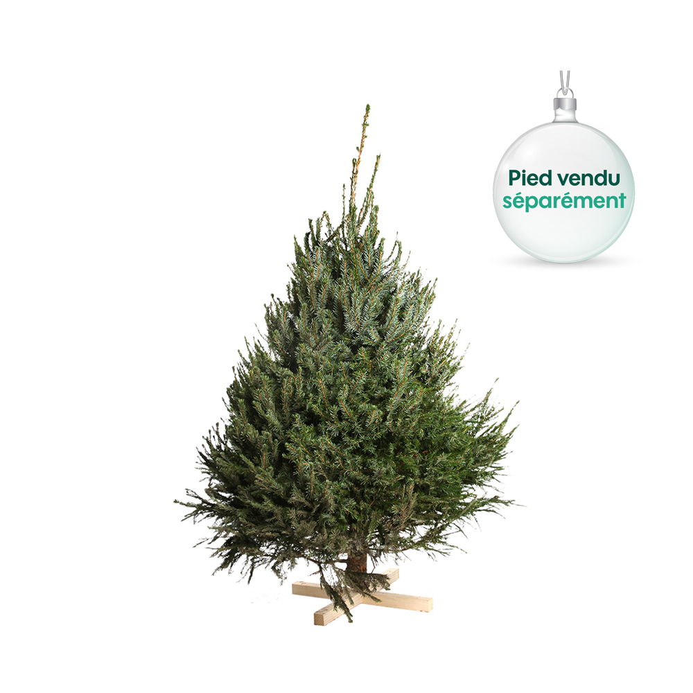 Sapin de Noël naturel Picea omorika : 150/200 cm coupé