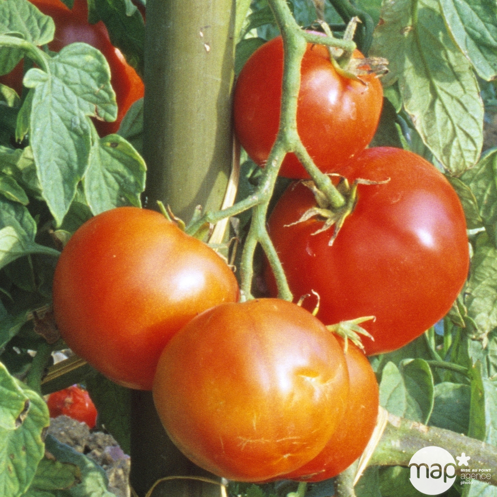 Plants de tomates 'Carmello' F1 : barquette de 6 plants