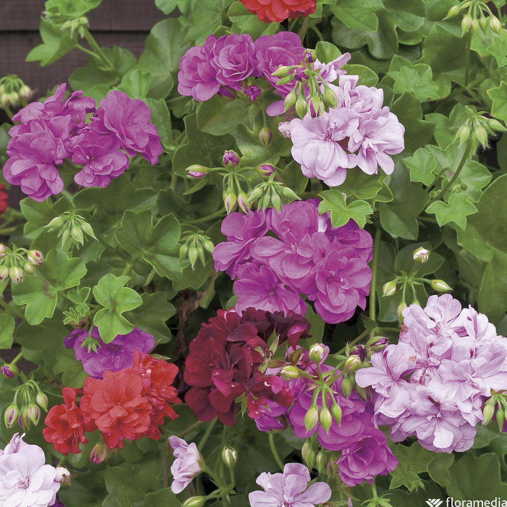 Géranium lierre à fleurs doubles : jardinière 50 cm ou Ctr 9L