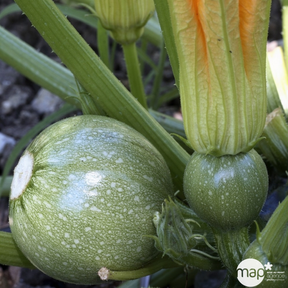 Plants de courgettes 'Ronde de Nice' : barquette de 6 plants