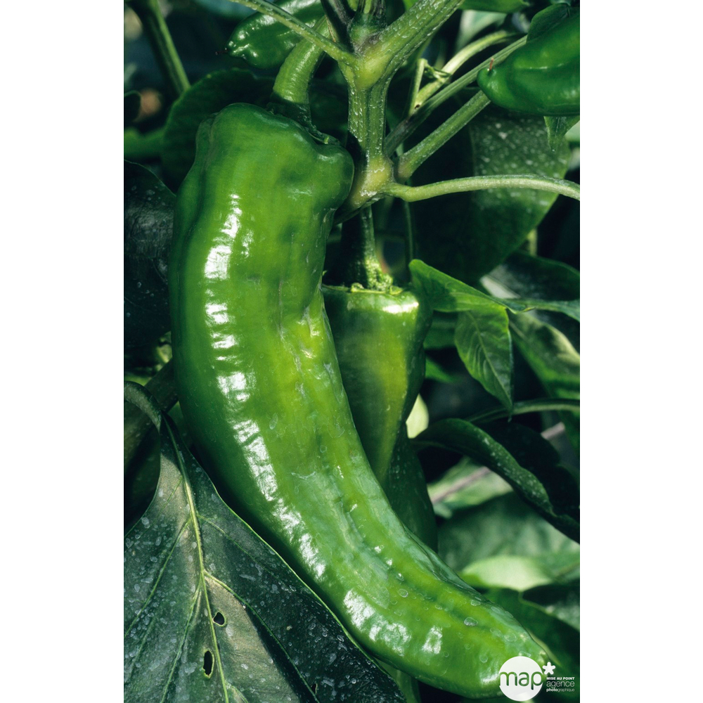 Plants de poivrons doux 'Lipari' F1 : barquette de 6 plants