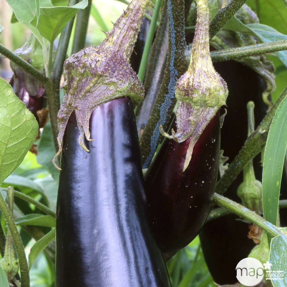 Plants d'aubergines de Barbentane : barquette de 6 plants