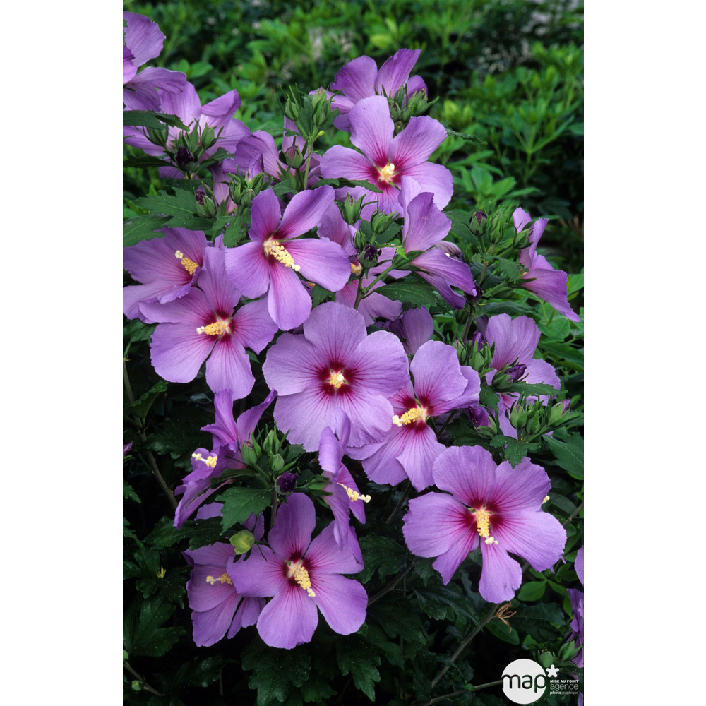 Hibiscus syriacus : ctr 7 litres