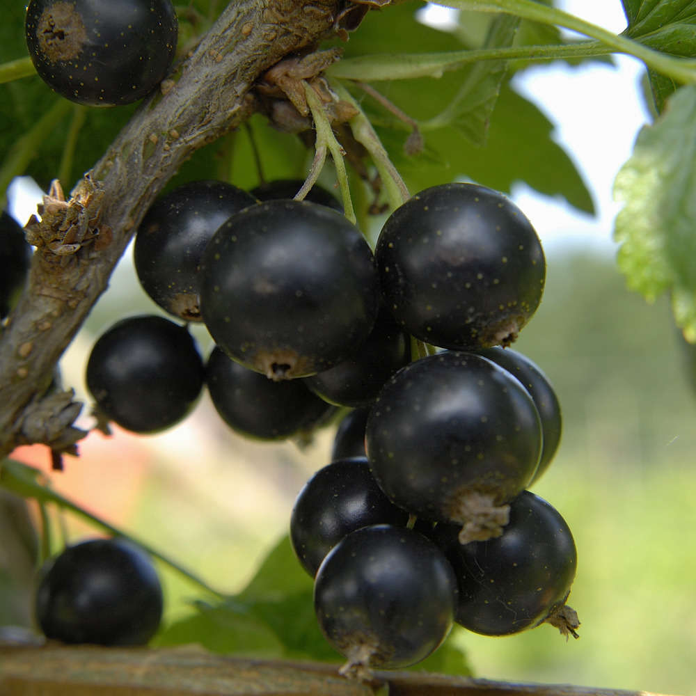Cassissier 'Andega' : pot de 1,5 litres