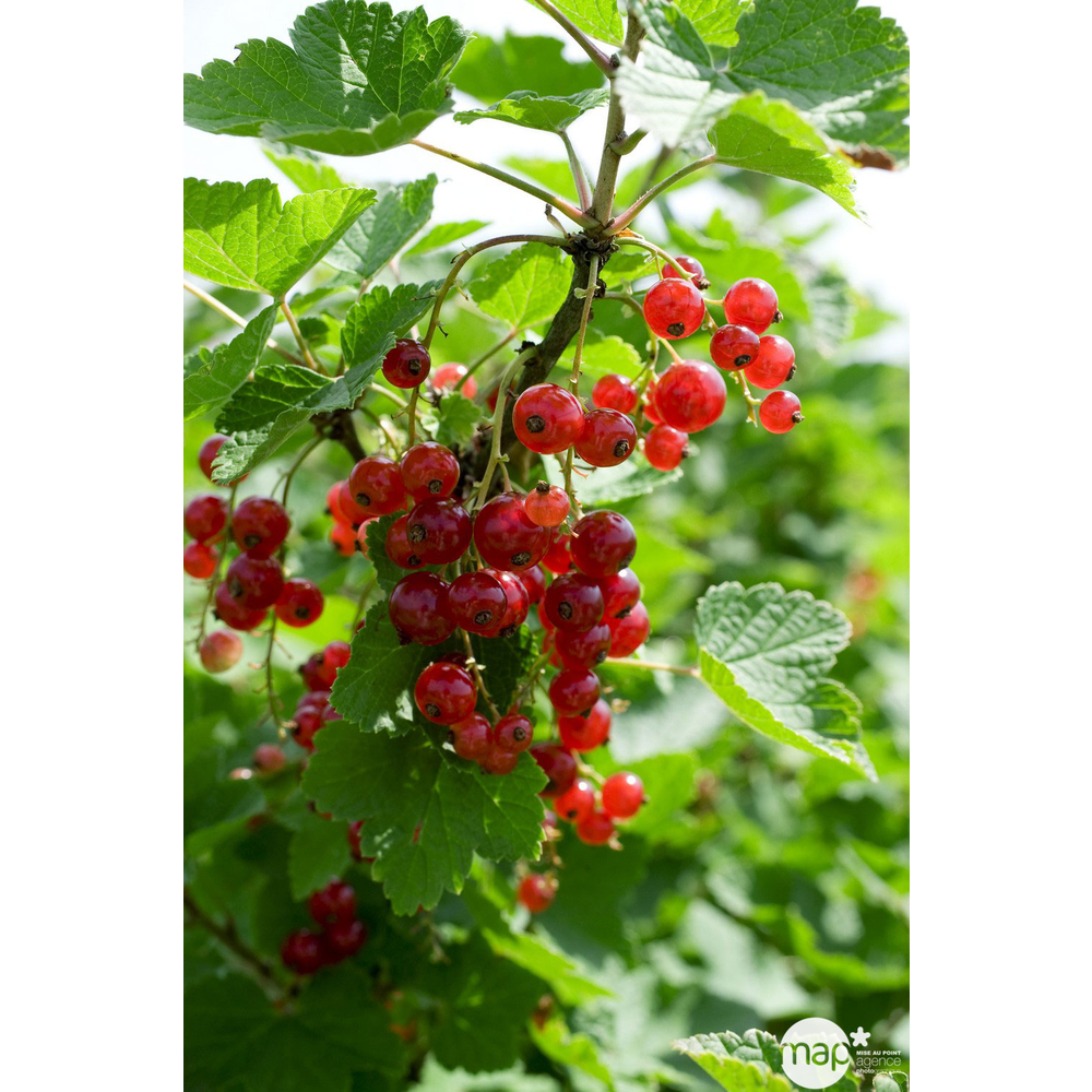 Groseillier à grappes 'Jonkheer van Tets' : pot de 1,5 litres