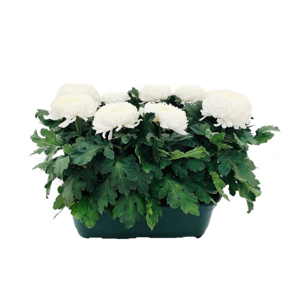 Chrysanthème uniflore:9 fleurs jardinière 50 cm