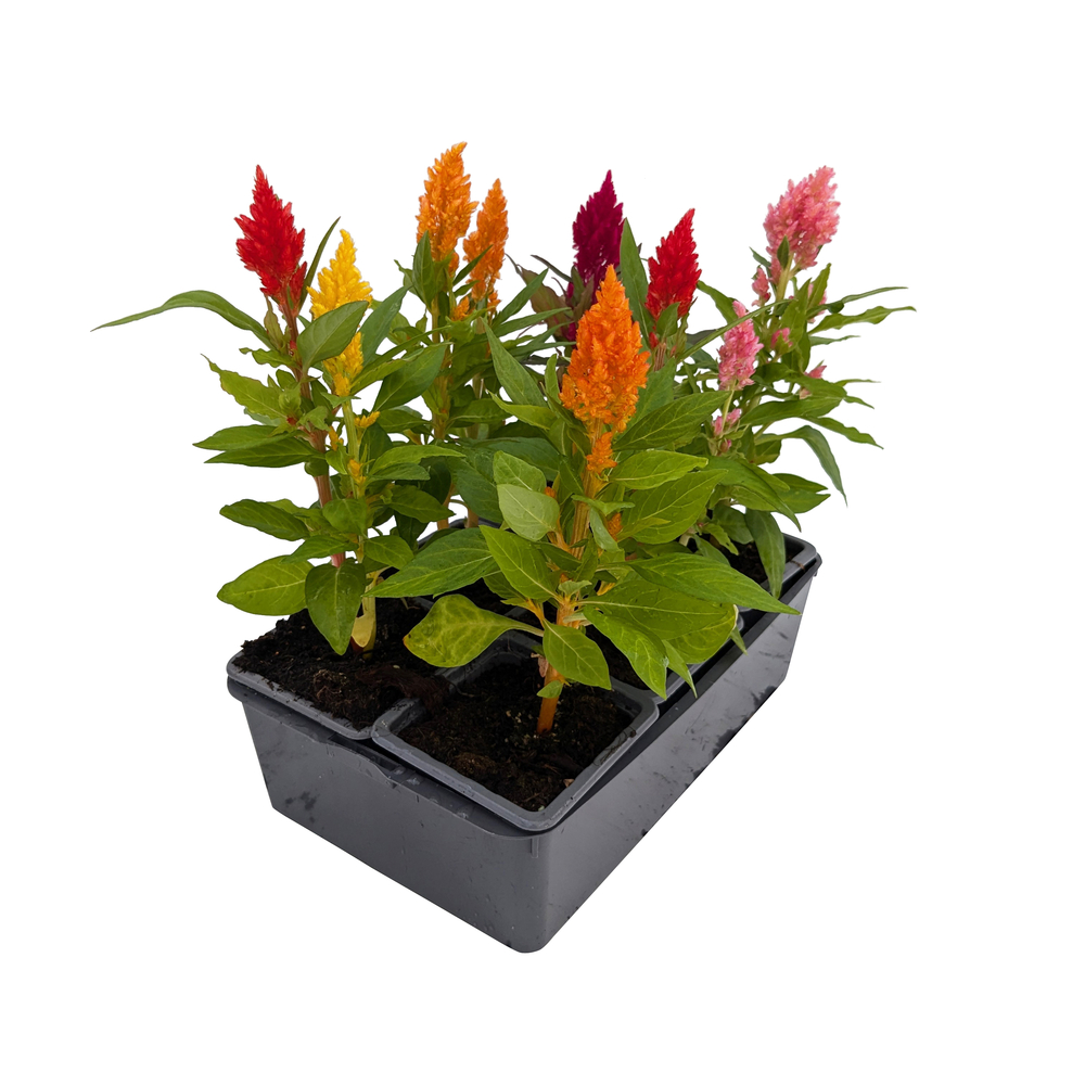 Célosie : barquette de 6 plants