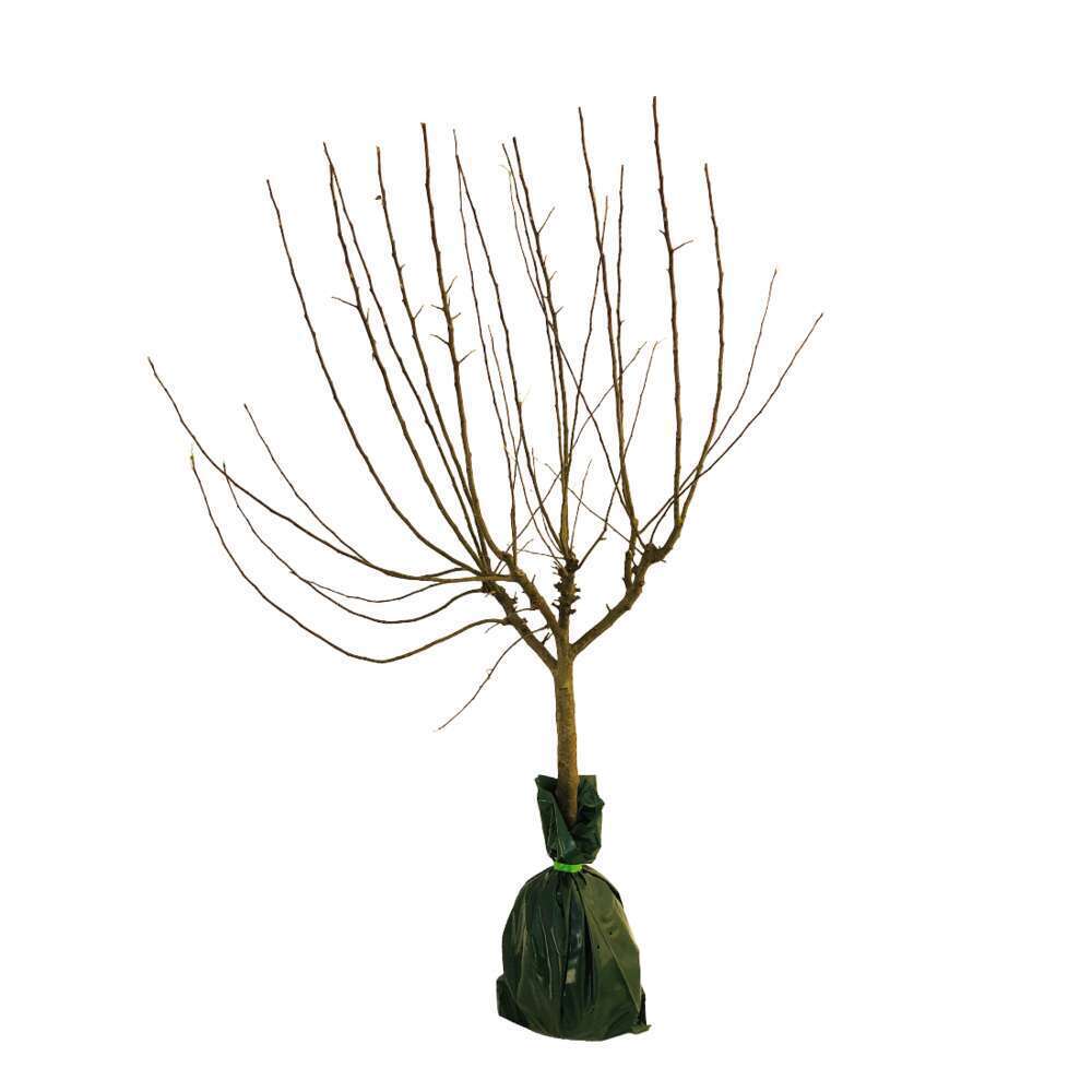 Poirier Marguerite Marillat : gobelet prêt à planter