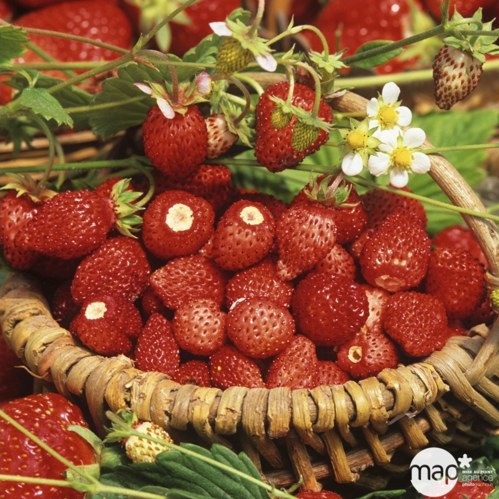 Plants de fraisiers 'Reine des Vallées' : barquette de 6 plants