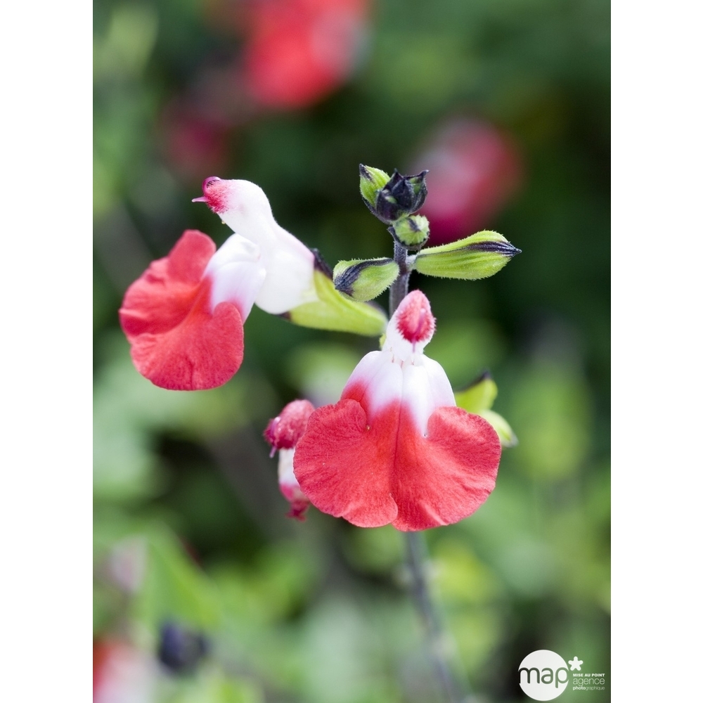 Plante vivace fleurie : C2L - Variétés variables