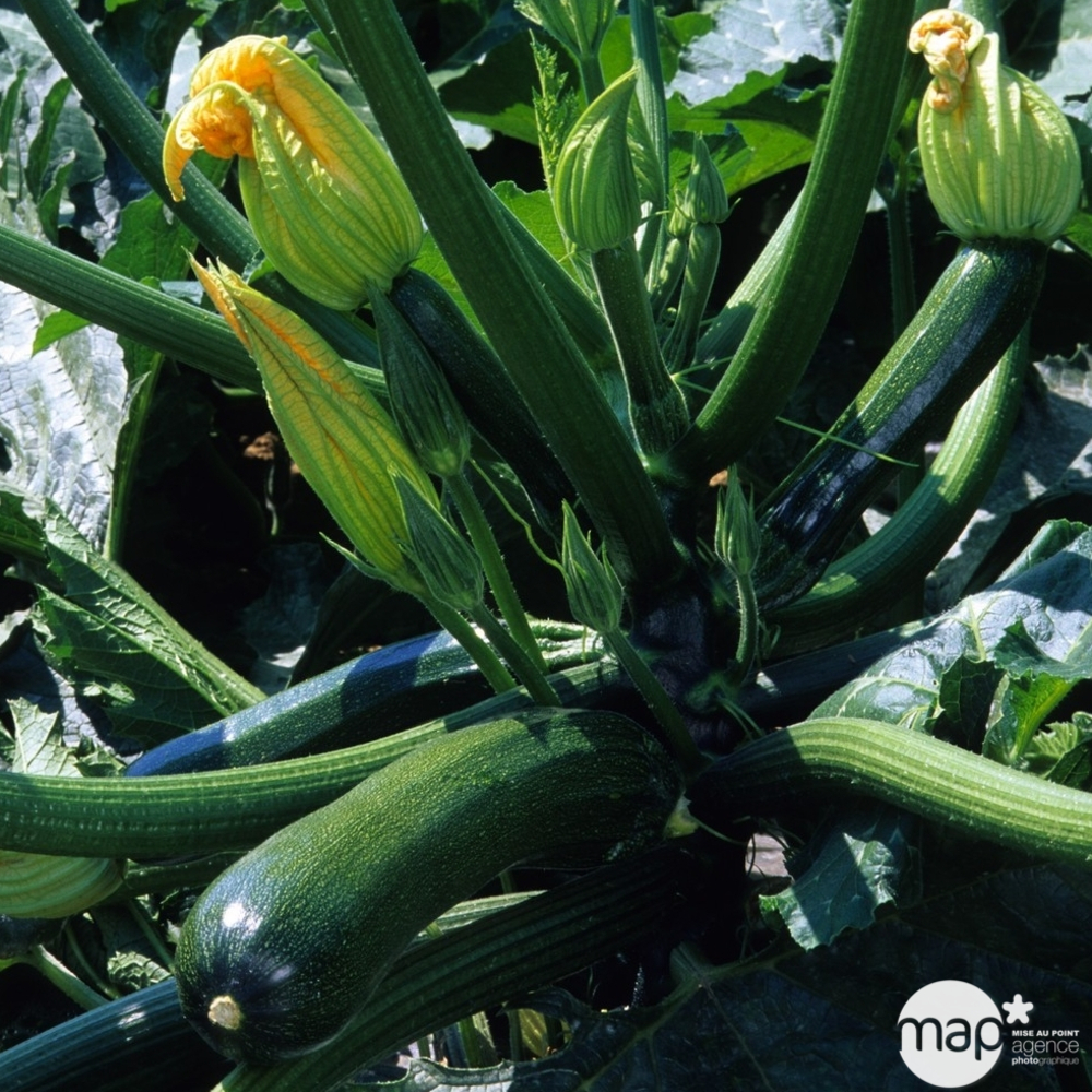 Plants de courgettes 'Tarmino' F1 : barquette de 6 plants