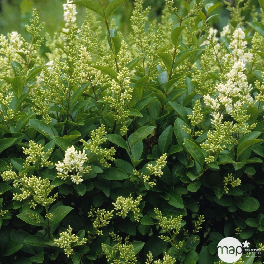 Ligustrum japonicum : H 60/80 cm ctr 4 litres