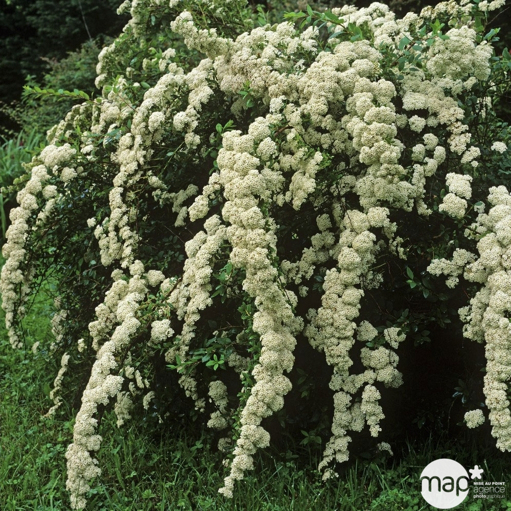 Spiraea nipponica ' Snowmound ' : H 40/60 cm ctr 4 litres