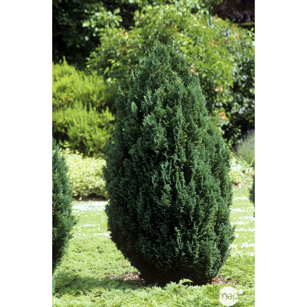 Chamaecyparis Lawsoniana Ellwoodii : 40/50 cm pot 4L