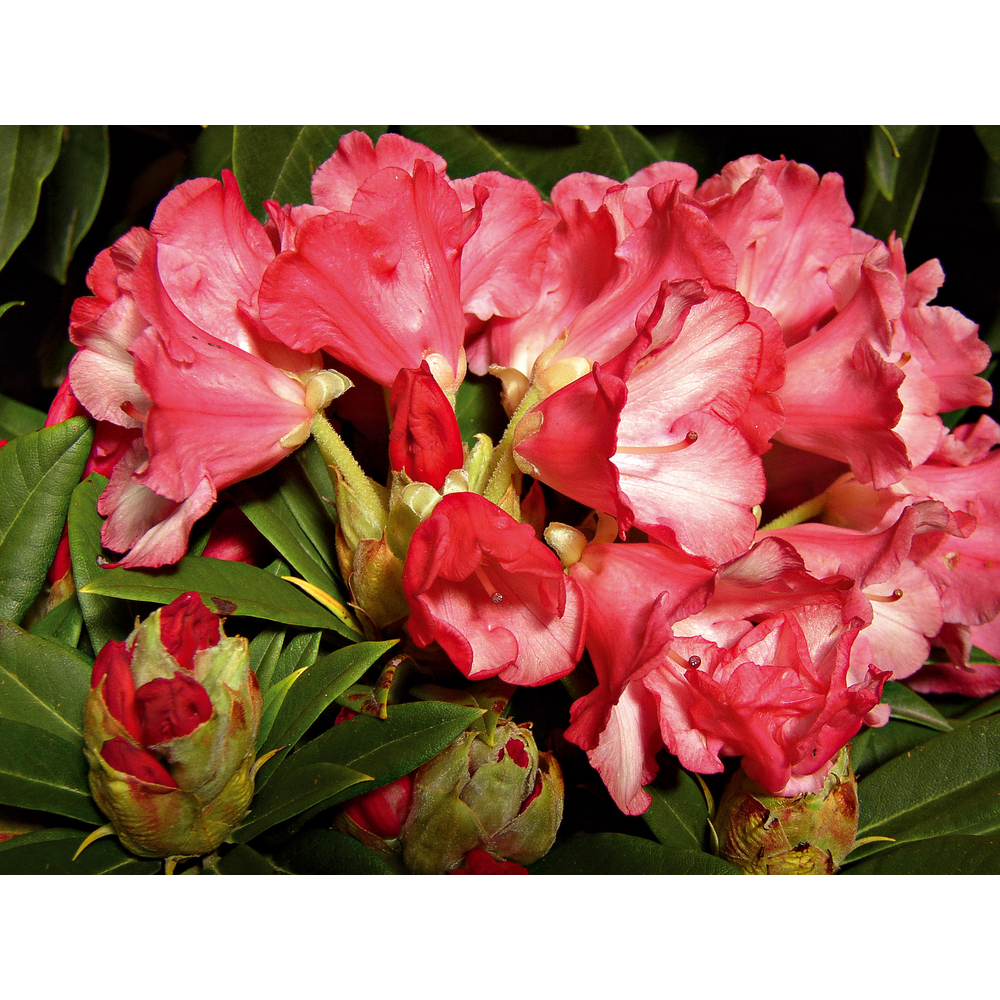 Rhododendron yakushimanum : H 30/40 cm, ctr 5 litres