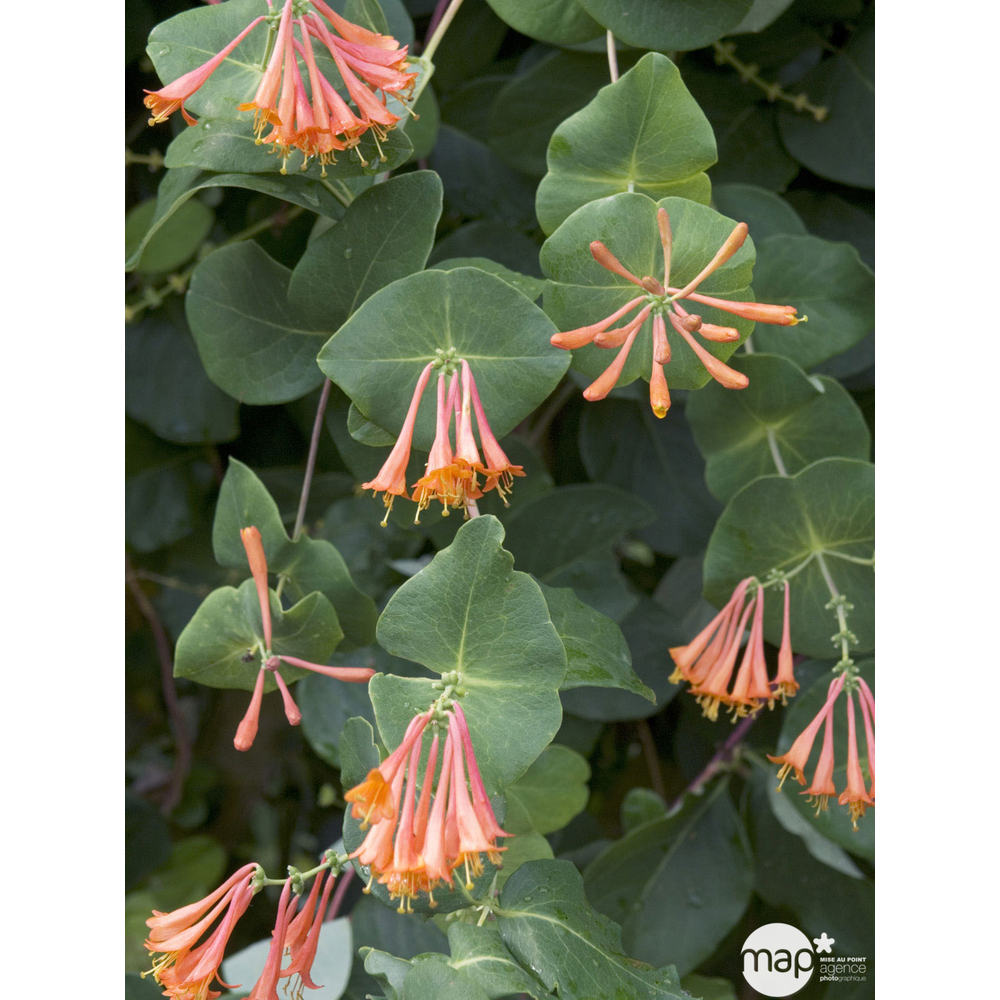 Lonicera Dropmore Scarlet : pot 3L