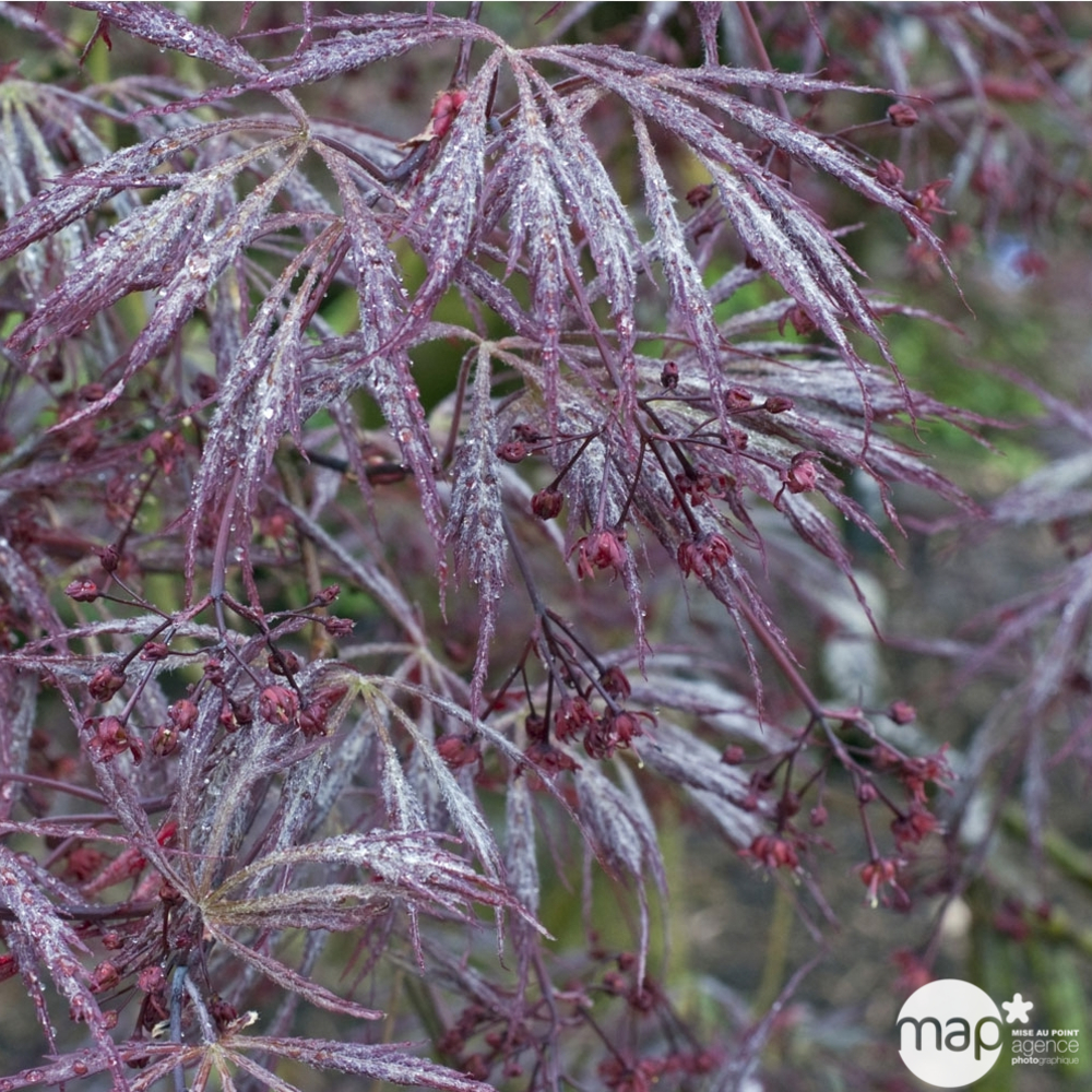 Acer palmatum 'Atropurpureum' C3L