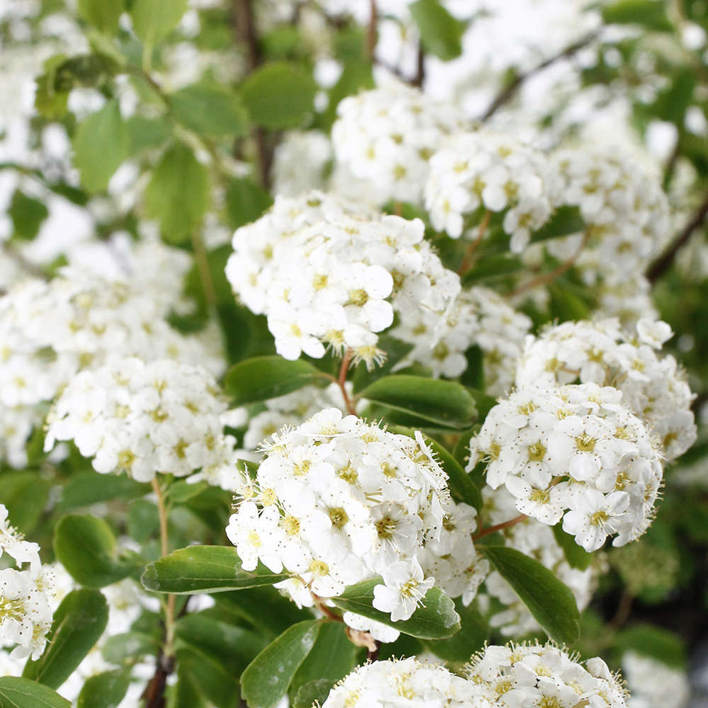 SPIREE x Van houttei 60/80 C3L