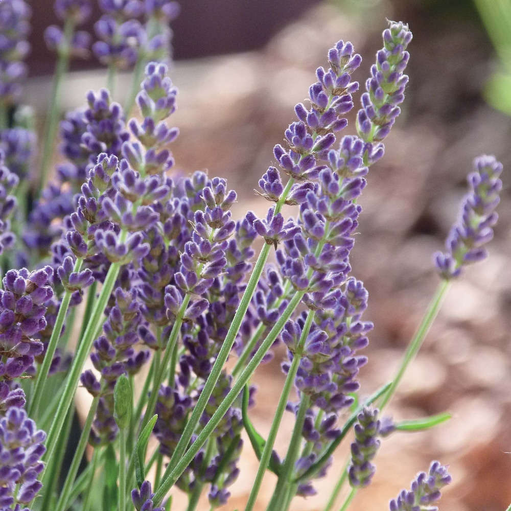 Lavandula angustifolia : C2L - Coloris variables