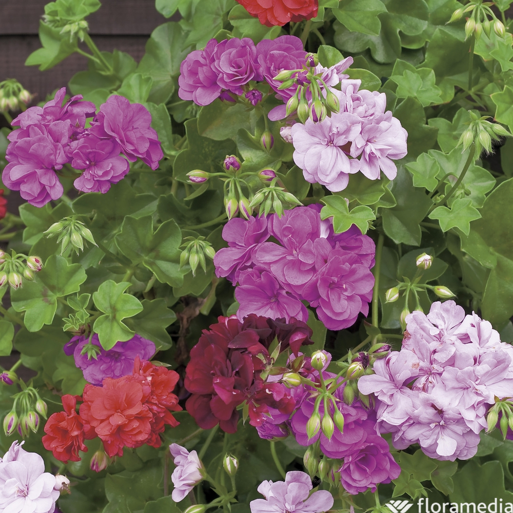 Géranium lierre et plantes annuelles : pot suspension 6L