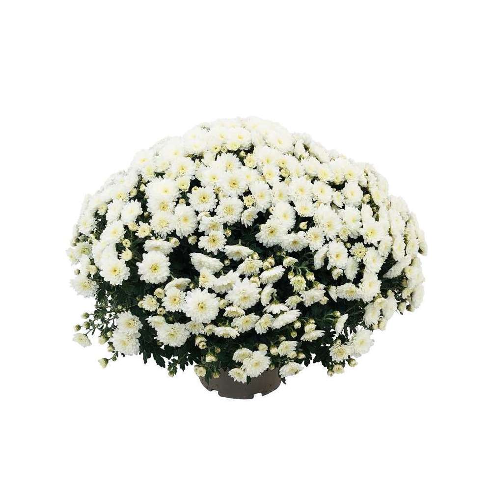 Chrysanthème pompon, coloris variables : pot D. 18cm