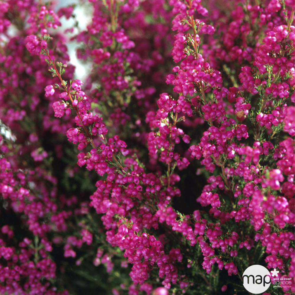 Erica gracilis : Ø 11 cm